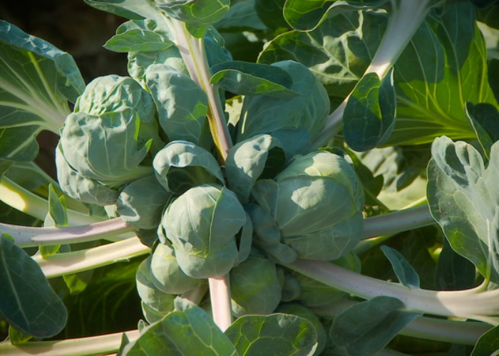 Companion Plants for Brussel Sprouts
