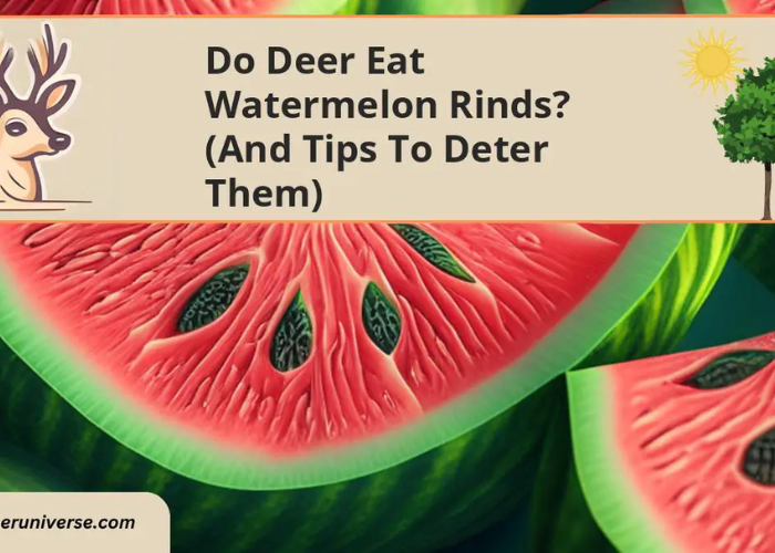 Do Deer Eat Watermelon Rinds